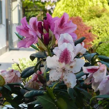 Residenza Serena Couette-café Mirano